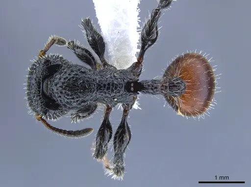Dilobocondyla rufida specimen CASENT0650920 image casent0650920_1