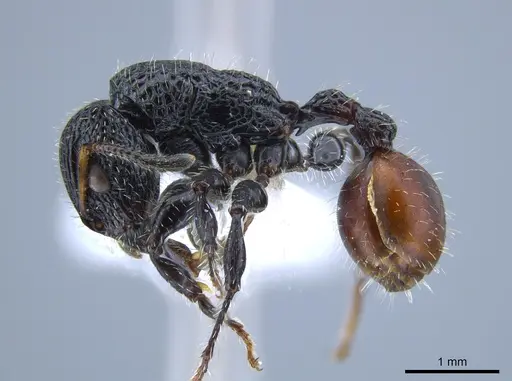 Dilobocondyla rufida specimen CASENT0650920 image casent0650920_3