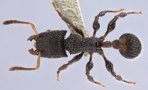 Dilobocondyla rugosa specimen ANTWEB1008117 image antweb1008117_1