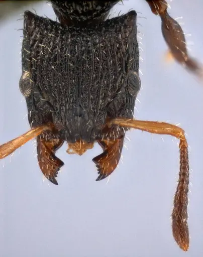 Dilobocondyla rugosa specimen ANTWEB1008117 image antweb1008117_2
