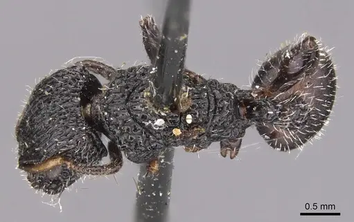 Dilobocondyla selebensis specimen CASENT0904711 image casent0904711_1