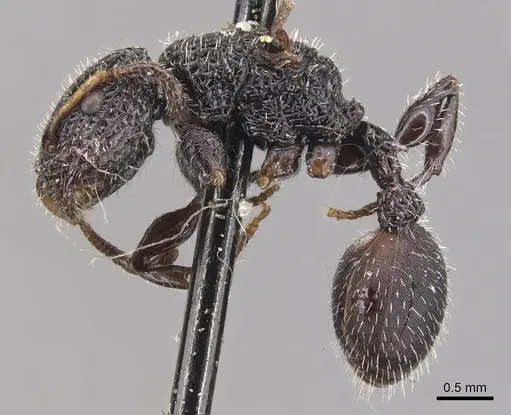 Dilobocondyla selebensis specimen CASENT0904711 image casent0904711_3