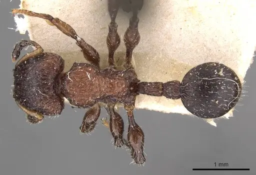 Dilobocondyla selebensis specimen CASENT0908984 image casent0908984_1