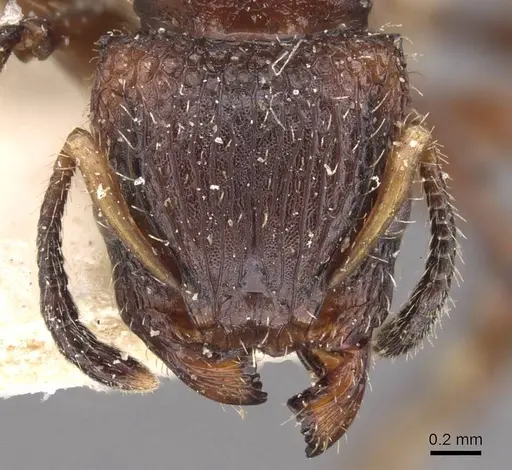 Dilobocondyla selebensis specimen CASENT0908984 image casent0908984_2