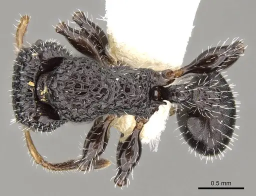 Dilobocondyla selebensis specimen CASENT0914066 image casent0914066_1