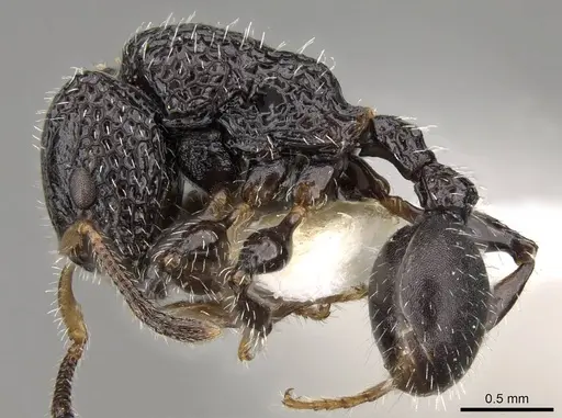 Dilobocondyla selebensis specimen CASENT0914066 image casent0914066_3