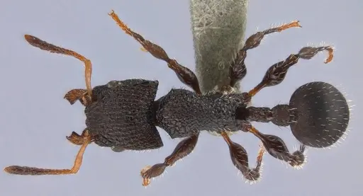 Dilobocondyla silviae specimen ANTWEB1008118 image antweb1008118_1
