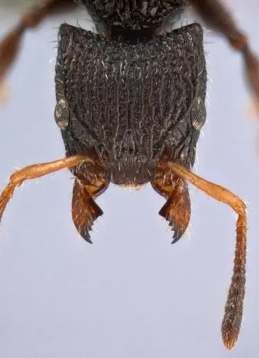 Dilobocondyla silviae specimen ANTWEB1008118 image antweb1008118_2