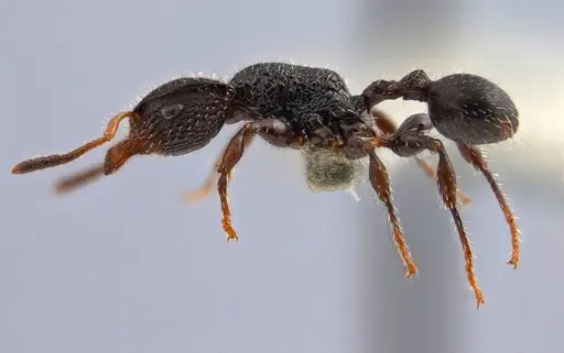 Dilobocondyla silviae specimen ANTWEB1008118 image antweb1008118_3
