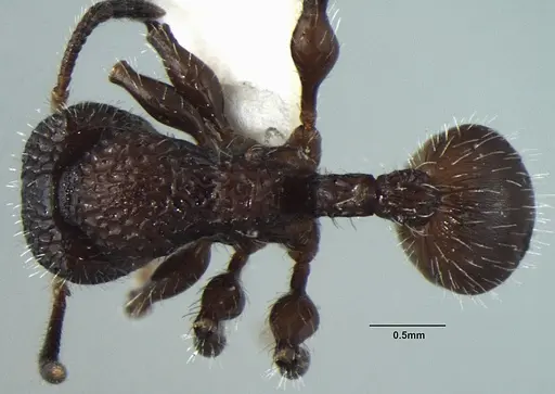 Dilobocondyla yamanei specimen ANTWEB1008030 image antweb1008030_1