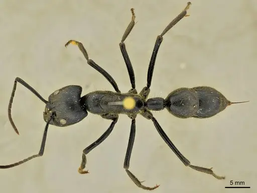 Dinoponera gigantea specimen ANTWEB1014002 image antweb1014002_1