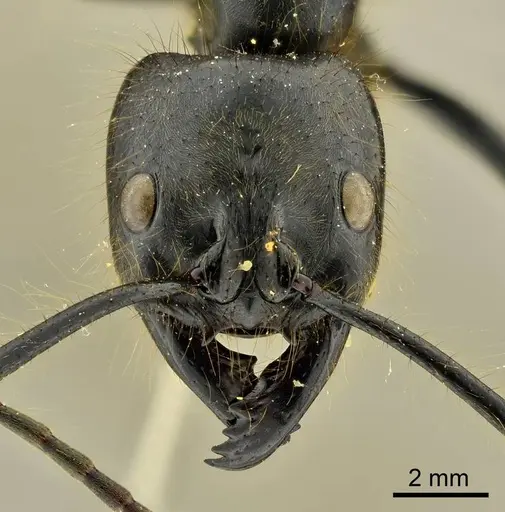 Dinoponera gigantea specimen ANTWEB1014002 image antweb1014002_2