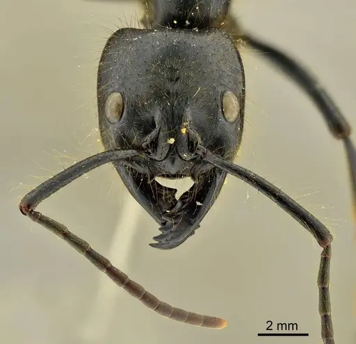 Dinoponera gigantea specimen ANTWEB1014002 image antweb1014002_3