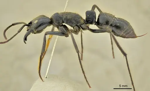 Dinoponera gigantea specimen ANTWEB1014002 image antweb1014002_4