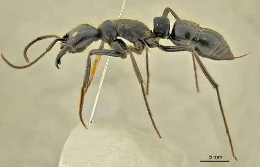 Dinoponera gigantea specimen ANTWEB1014002 image antweb1014002_5