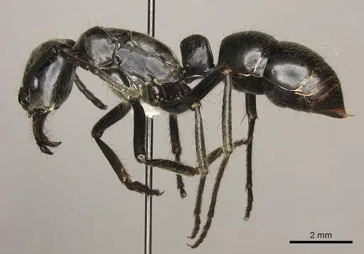 Dinoponera gigantea specimen CASENT0260421 image casent0260421_3