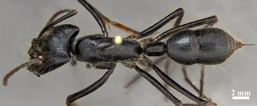 Dinoponera gigantea specimen CASENT0887858 image casent0887858_1
