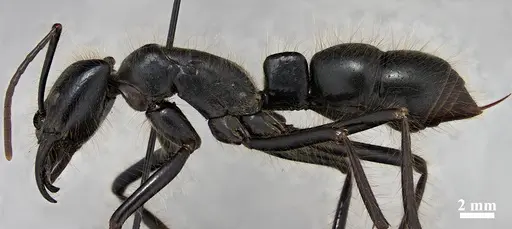 Dinoponera gigantea specimen CASENT0887858 image casent0887858_3