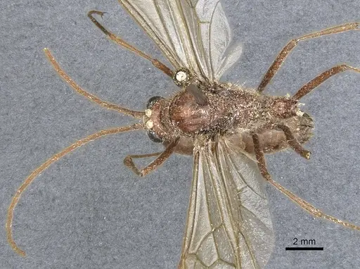 Dinoponera gigantea specimen CASENT0903662 image casent0903662_1