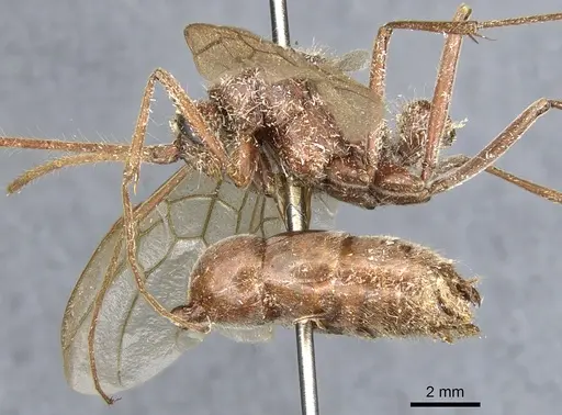 Dinoponera gigantea specimen CASENT0903662 image casent0903662_3