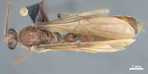 Dinoponera gigantea specimen MPEGHHY03034653 image mpeghhy03034653_1