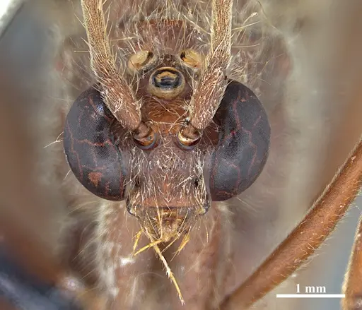 Dinoponera gigantea specimen MPEGHHY03034653 image mpeghhy03034653_2