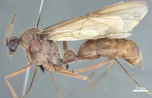 Dinoponera gigantea specimen MPEGHHY03034653 image mpeghhy03034653_3