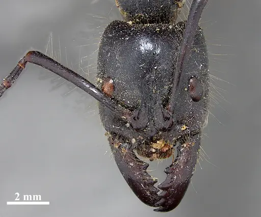 Dinoponera gigantea specimen ZSMHYM25181 image zsmhym25181_2