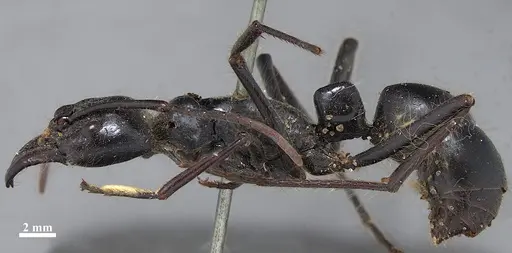 Dinoponera gigantea specimen ZSMHYM25181 image zsmhym25181_3