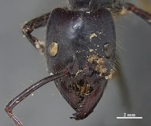 Dinoponera gigantea specimen ZSMHYM25182 image zsmhym25182_2