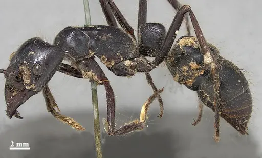 Dinoponera gigantea specimen ZSMHYM25182 image zsmhym25182_3