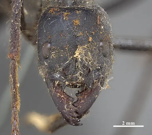 Dinoponera gigantea specimen ZSMHYM25183 image zsmhym25183_2