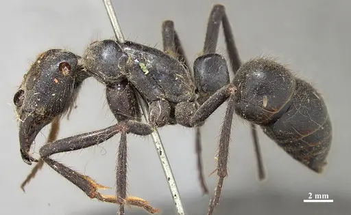 Dinoponera gigantea specimen ZSMHYM25183 image zsmhym25183_3