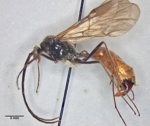 Dinoponera grandis specimen ANTWEB1047768 image antweb1047768_2