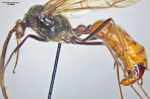 Dinoponera grandis specimen ANTWEB1047768 image antweb1047768_3