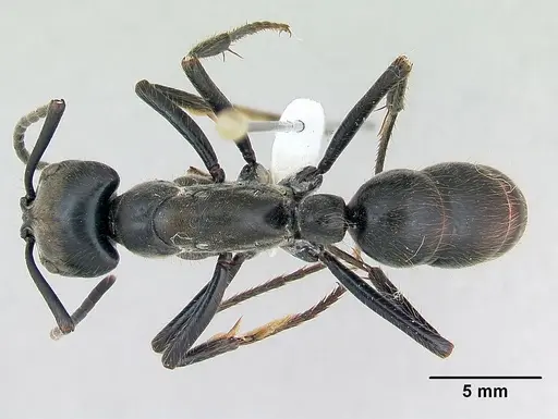 Dinoponera grandis specimen CASENT0173381 image casent0173381_1