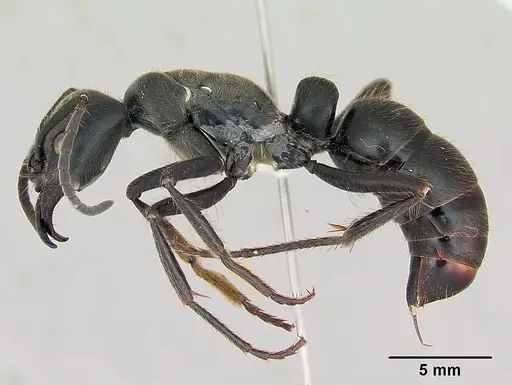 Dinoponera grandis specimen CASENT0173381 image casent0173381_3