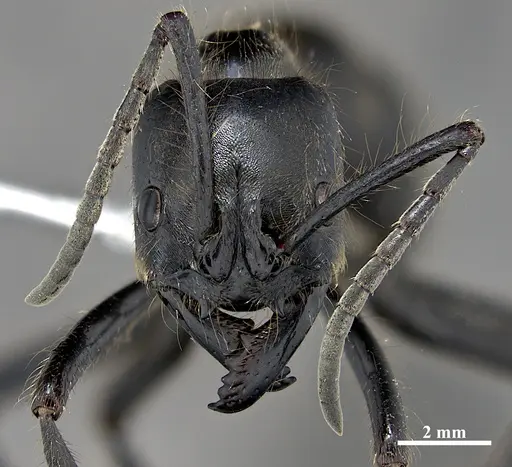 Dinoponera grandis specimen DZUP549812 image dzup549812_2