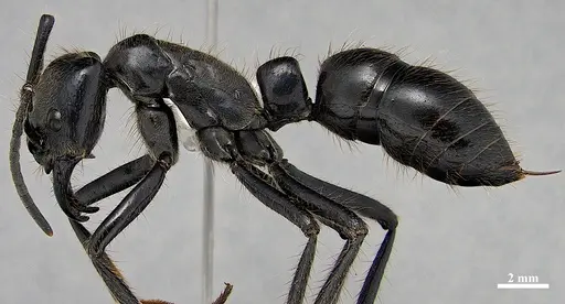Dinoponera grandis specimen DZUP549812 image dzup549812_3