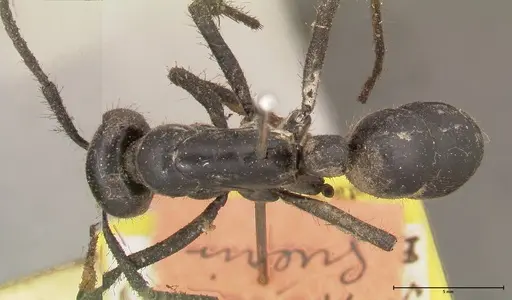 Dinoponera grandis specimen FOCOL0679 image focol0679_1