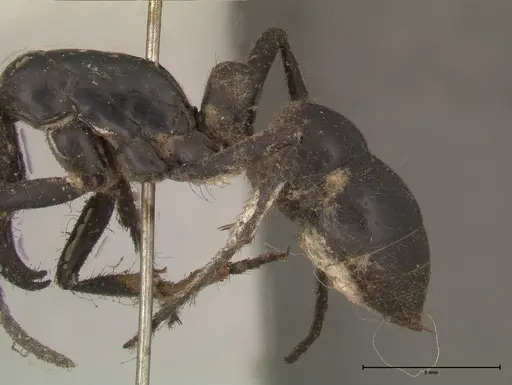 Dinoponera grandis specimen FOCOL0679 image focol0679_5