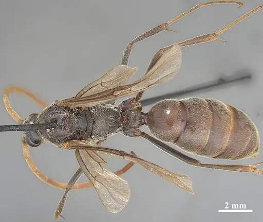 Dinoponera grandis specimen MZSP62284 image mzsp62284_1