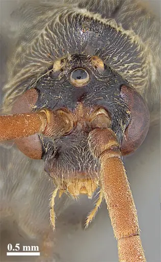 Dinoponera grandis specimen MZSP62284 image mzsp62284_2