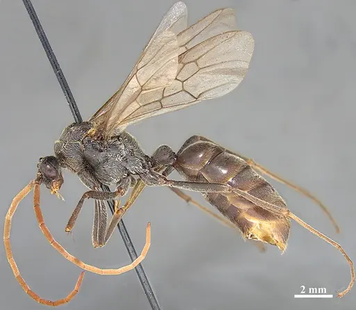 Dinoponera grandis specimen MZSP62284 image mzsp62284_3