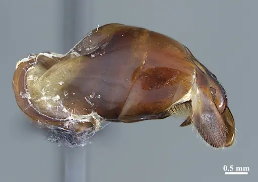 Dinoponera grandis specimen MZSP62284 image mzsp62284_4