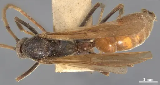 Dinoponera grandis specimen MZSP65800 image mzsp65800_1