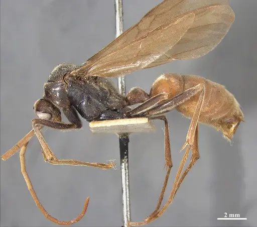 Dinoponera grandis specimen MZSP65800 image mzsp65800_3