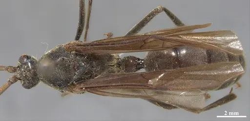 Dinoponera grandis specimen MZSP65801 image mzsp65801_1