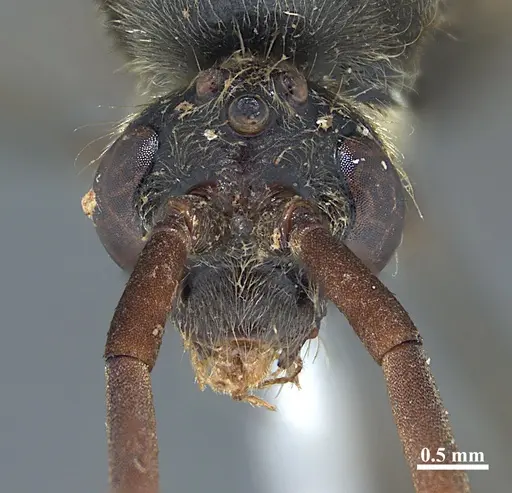 Dinoponera grandis specimen MZSP65801 image mzsp65801_2