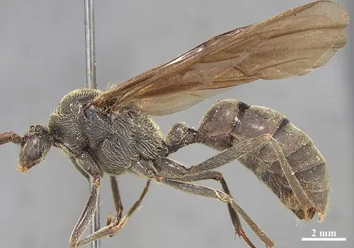 Dinoponera grandis specimen MZSP65801 image mzsp65801_3